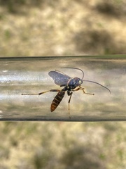 Ichneumon lewisii