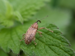 Dorytomus longimanus