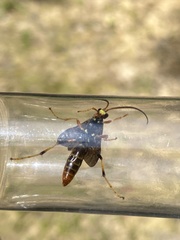 Ichneumon lewisii