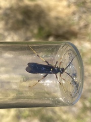 Ichneumon lewisii