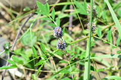 Glycyrrhiza echinata
