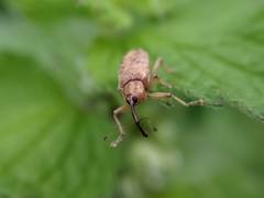 Dorytomus longimanus