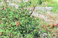 Glycyrrhiza echinata