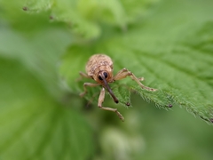 Dorytomus longimanus