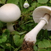 Agaricineae - Photo (c) Marco Floriani, some rights reserved (CC BY-NC)
