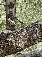 Baeolophus bicolor × atricristatus