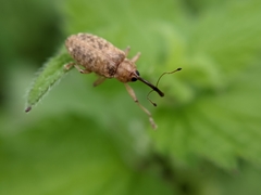 Dorytomus longimanus