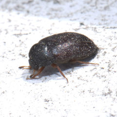 Attagenus unicolor