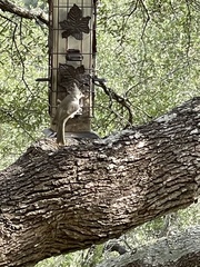 Baeolophus bicolor × atricristatus