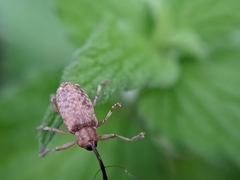 Dorytomus longimanus