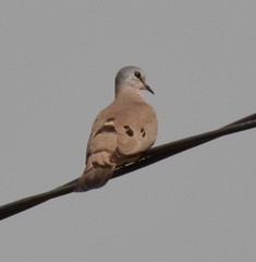 Turtur abyssinicus