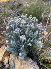 Syncarpha gnaphaloides