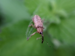 Dorytomus longimanus