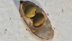 Glycyrrhiza echinata