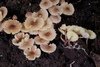 Lepiota rubella - Photo (c) Marco Floriani, some rights reserved (CC BY-NC), uploaded by Marco Floriani