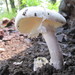Atkinson's Destroying Angel - Photo (c) teban, some rights reserved (CC BY-NC)