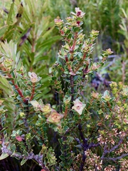 Penaea cneorum cneorum