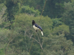 Cyanocorax cristatellus