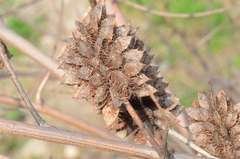 Glycyrrhiza echinata