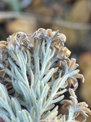 Syncarpha gnaphaloides