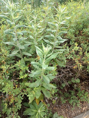 iNaturalist observation photo of California mugwort