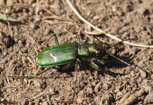 Purple Tiger Beetle