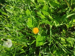 Taraxacum officinale