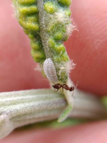 iNaturalist observation photo of Argentine Ant