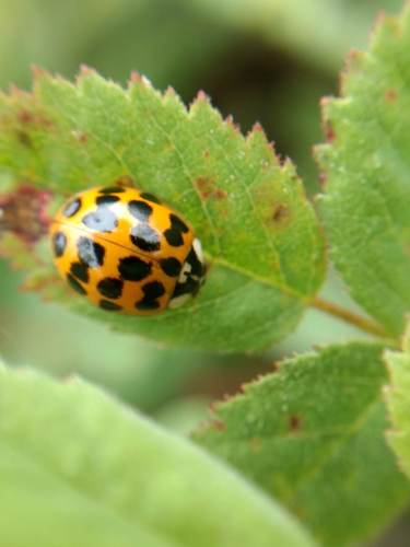 iNaturalist observation photo of Asian Lady Beetle