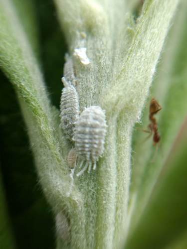 iNaturalist observation photo of Mealybugs