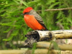 Pyrocephalus rubinus