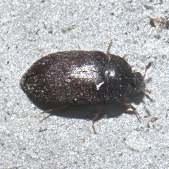 Attagenus unicolor