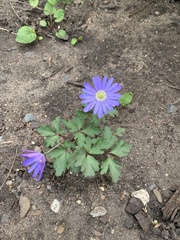 Anemonoides apennina