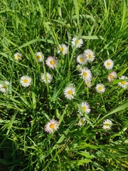 Bellis perennis