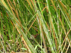 Cistothorus palustris