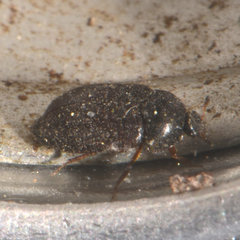 Attagenus unicolor