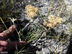 Helichrysum spiralepis