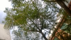 Jacaranda mimosifolia