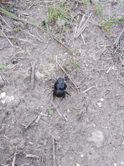 Lethrus apterus