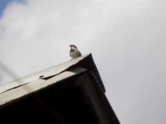 Passer domesticus