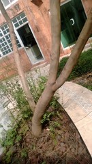 Jacaranda mimosifolia