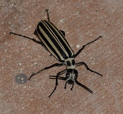 Epicauta atrivittata