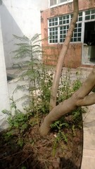 Jacaranda mimosifolia