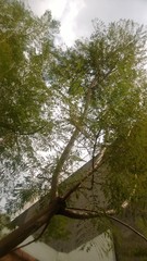 Jacaranda mimosifolia