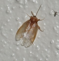 Eremoblatta subdiaphana