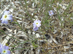 Malcolmia