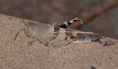Leprus