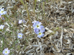 Malcolmia