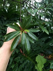 Gordonia lasianthus