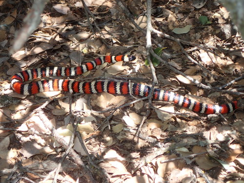 Coast Mountain Kingsnake